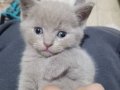 Latte oyuncu erkek masum