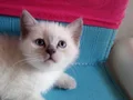 Blue point erkek oyuncu