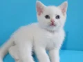 Sevimli mi sevimli minnaklar