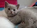 Latte oyuncu erkek masum