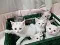 Safkan sevimli british shorthair yavrular