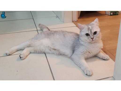 Anne kedi 2.5 yaş