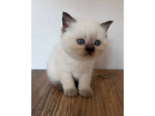 Scottish Fold Yavrular