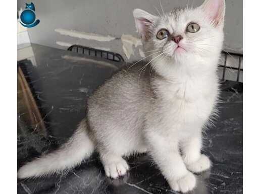 60 günlük silver British son dişi