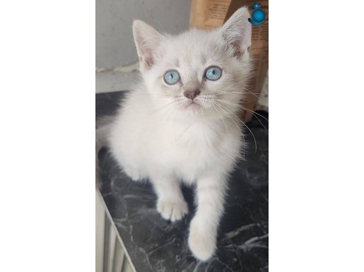 Saf British blue point short hair erkekler 