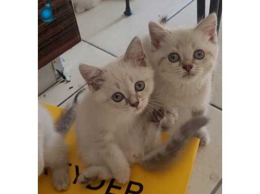 Saf blue point yavrular mavi gözlü 