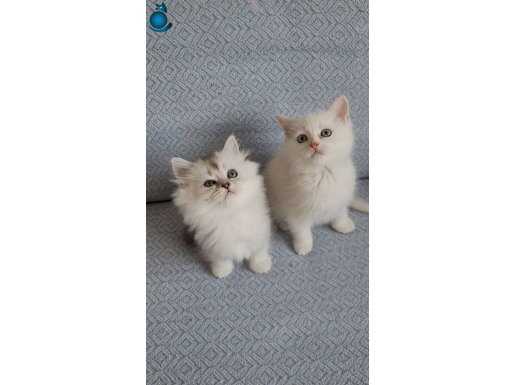 British long hair dişi ve short hair erkek 