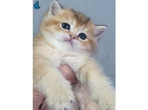 Golden ve blue point yavruları 