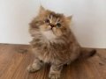 55 British Longhair Yavrular 