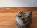 55 British Longhair Yavrular 