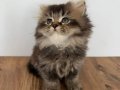 55 British Longhair Yavrular 