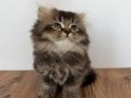 55 British Longhair Yavrular 