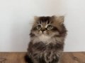 55 British Longhair Yavrular 