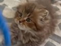 55 British Longhair Yavrular 