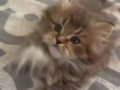 55 British Longhair Yavrular 