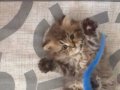 55 British Longhair Yavrular 