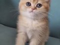 Golden, Black Golden ve Golden point yavrular 
