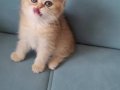 Golden, Black Golden ve Golden point yavrular 