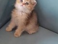 Golden, Black Golden ve Golden point yavrular 