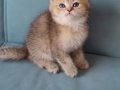 Golden, Black Golden ve Golden point yavrular 