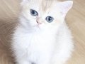 British short hair golden, Golden point ve Black Golden