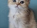 British short hair golden, Golden point ve Black Golden