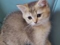 British short hair golden, Golden point ve Black Golden