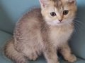 British short hair golden, Golden point ve Black Golden