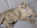 Golden British yavrular 