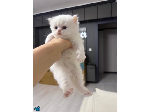 British Longhair