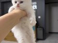British Longhair