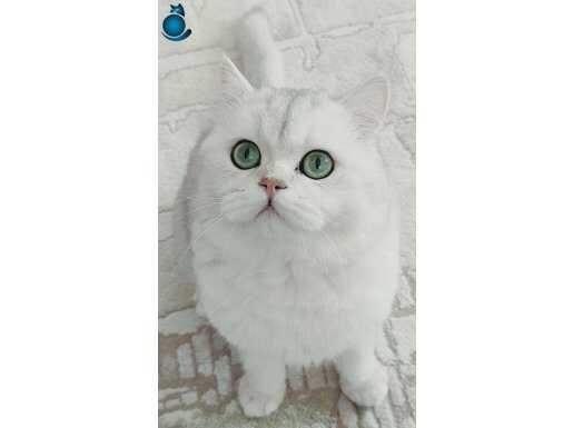 Ns11 secereli Aslanımız