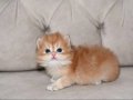 British Longhair 