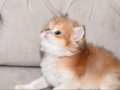 British Longhair 