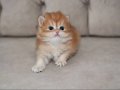 British Longhair 