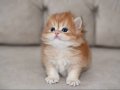 British Longhair 