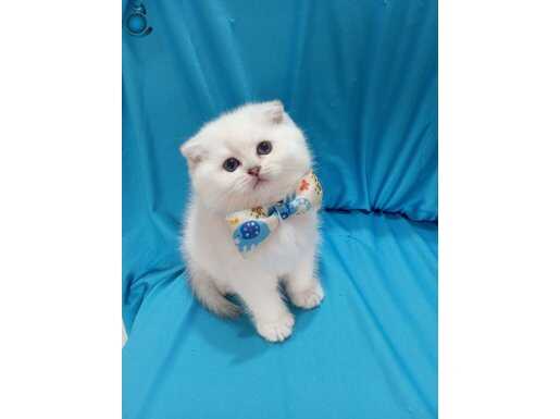 Erkek Scottish Fold Yavrumuza Yuva (Uyguna)