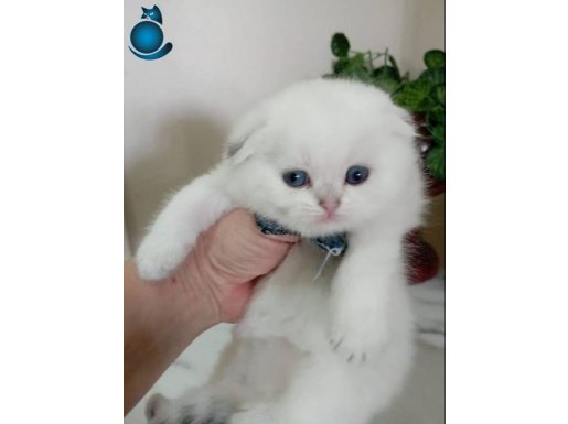 Erkek Scottish Fold Yavrumuza Yuva