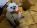 Scottish Fold Dişi Yavrumuza Yuva 