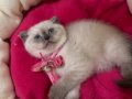 Scottish Fold Dişi Yavrumuza Yuva 