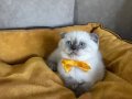 Scottish Fold Dişi Yavrumuza Yuva 