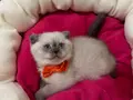 Scottish Fold Dişi Yavrumuza Yuva 