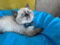 British Shorthair Erkek Yavrumuza Yuva 
