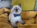 British Shorthair Erkek Yavrumuza Yuva 