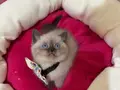 British Shorthair Erkek Yavrumuza Yuva 
