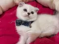 Scottish Fold Erkek Yavrumuza Yuva 