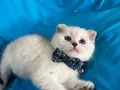 Scottish Fold Erkek Yavrumuza Yuva 
