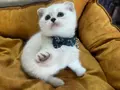 Scottish Fold Erkek Yavrumuza Yuva 
