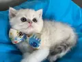 British Shorthair Silver Erkek Yavrumuza Yuva