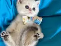 British Shorthair Silver Erkek Yavrumuza Yuva